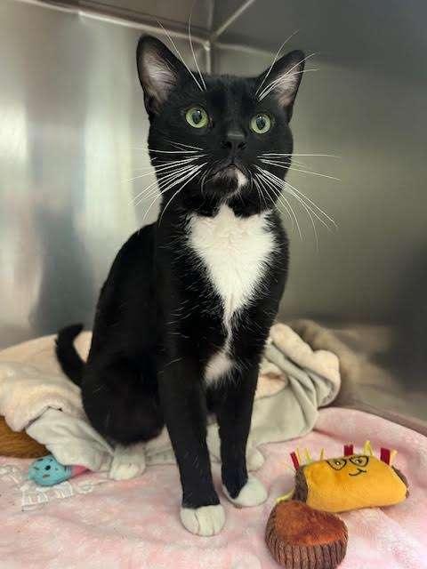 OTTY, an adoptable Domestic Short Hair in Ironwood, MI, 49938 | Photo Image 1