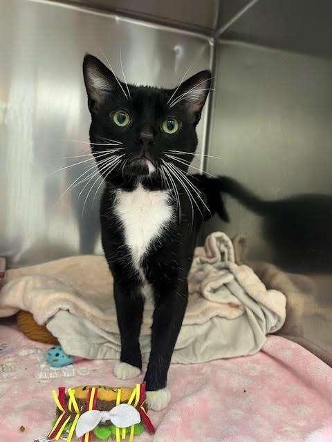 OTTY, an adoptable Domestic Short Hair in Ironwood, MI, 49938 | Photo Image 2