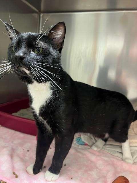 OTTY, an adoptable Domestic Short Hair in Ironwood, MI, 49938 | Photo Image 3