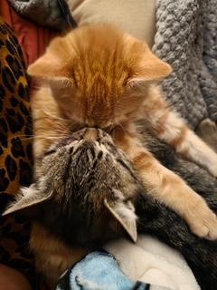 Enlarge Sonny, an adopted Domestic Short Hair in Noble, OK image 4/4