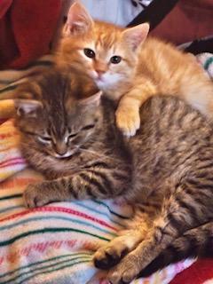 Enlarge Sonny, an adopted Domestic Short Hair in Noble, OK image 3/4