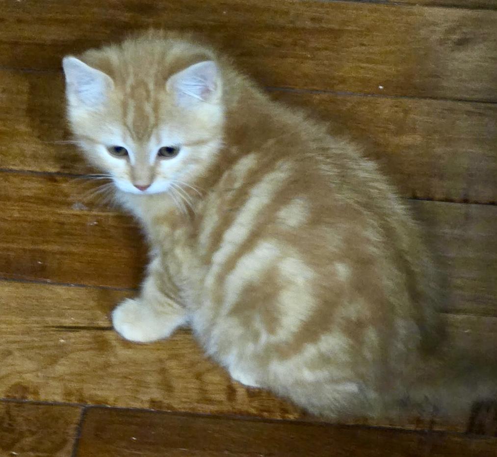 Enlarge Sonny, an adopted Domestic Short Hair in Noble, OK image 2/4