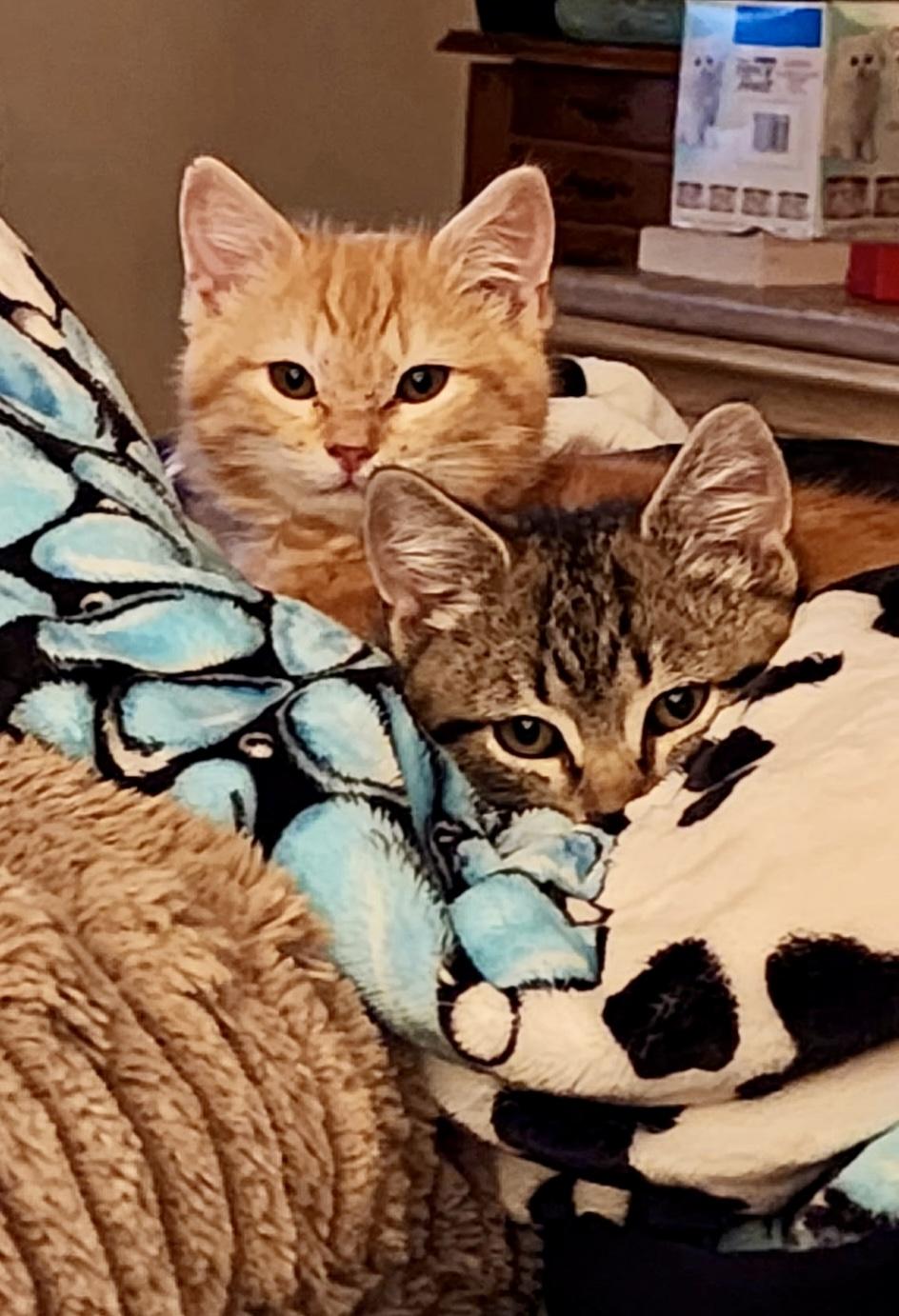 Sonny, adopted, Young Male Domestic Short Hair.