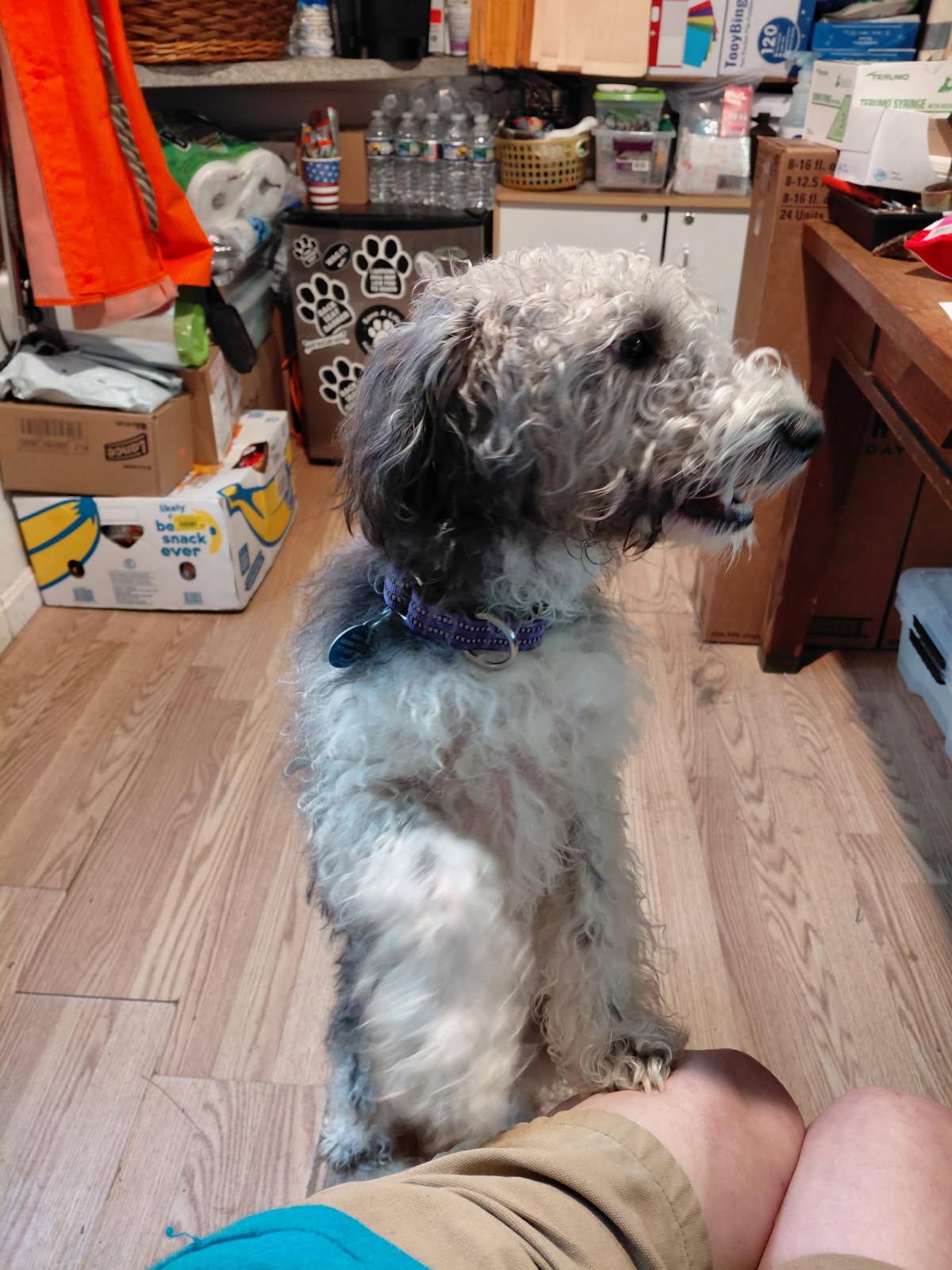 HUMMEL, an adopted mixed breed in Millerstown, PA image 5/6