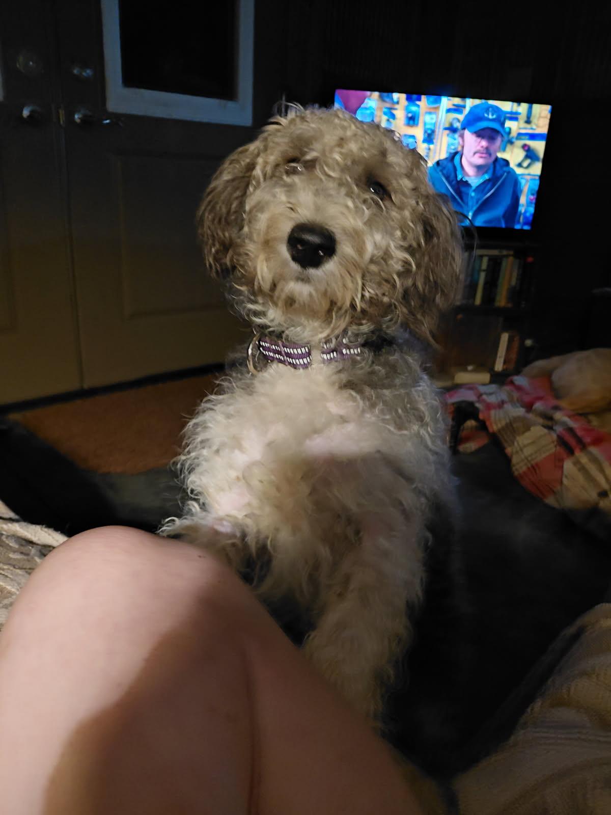 HUMMEL, an adopted mixed breed in Millerstown, PA image 6/6