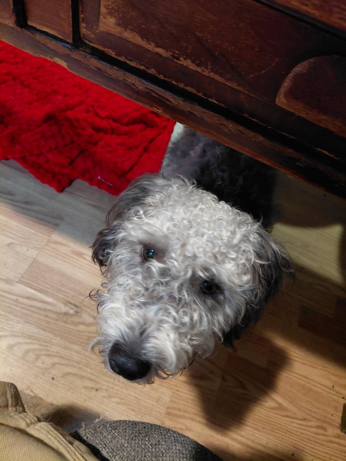 HUMMEL, an adopted mixed breed in Millerstown, PA image 4/6