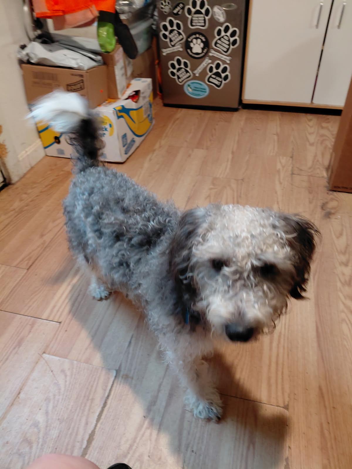 HUMMEL, an adopted mixed breed in Millerstown, PA image 1/6
