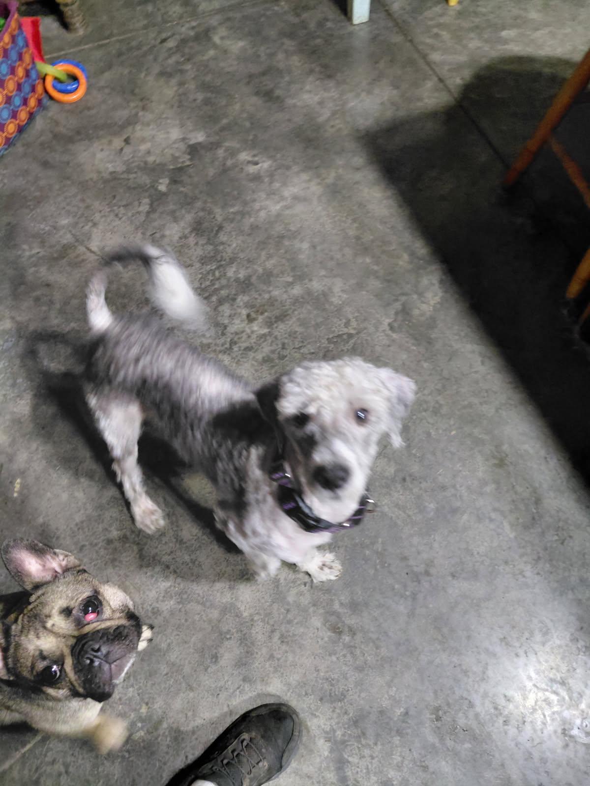 HUMMEL, an adopted mixed breed in Millerstown, PA image 2/6