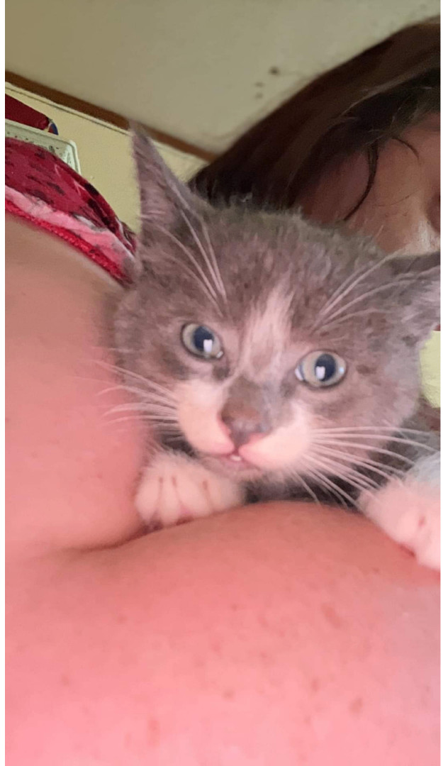 Enlarge Mrs. Mustache, Bug Eyes, and Big Ben, a Adopted mixed breed in Trenton, MO image 1/5