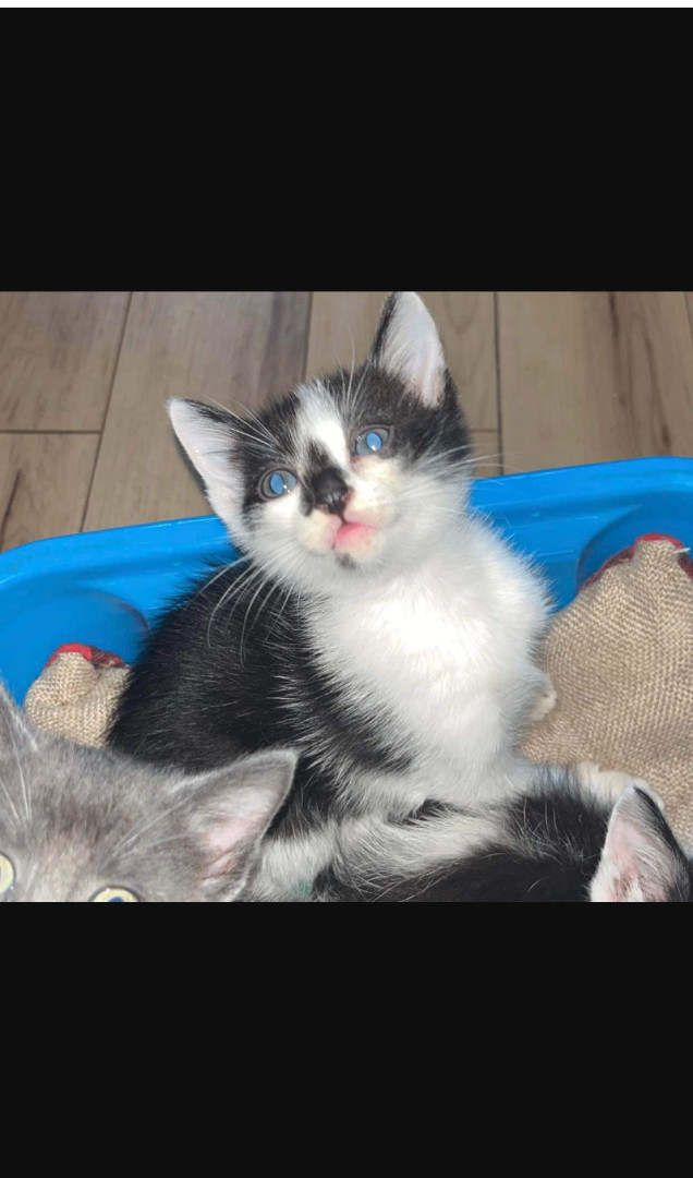 Enlarge Mrs. Mustache, Bug Eyes, and Big Ben, a Adopted mixed breed in Trenton, MO image 2/5