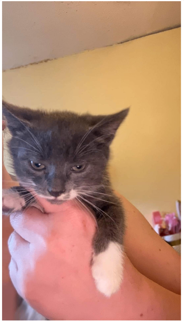 Enlarge Mrs. Mustache, Bug Eyes, and Big Ben, a Adopted mixed breed in Trenton, MO image 3/5