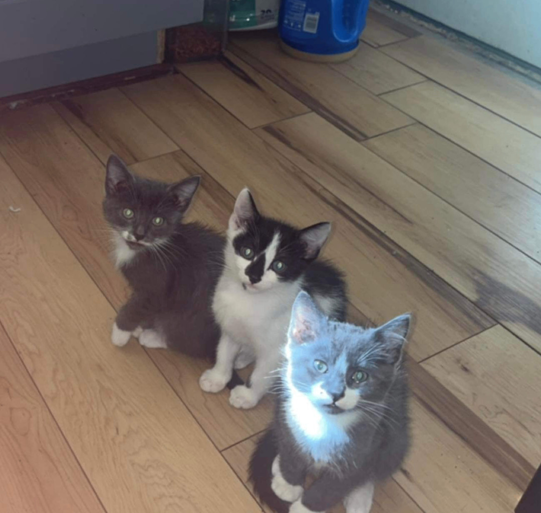 Enlarge Mrs. Mustache, Bug Eyes, and Big Ben, a Adopted mixed breed in Trenton, MO image 4/5