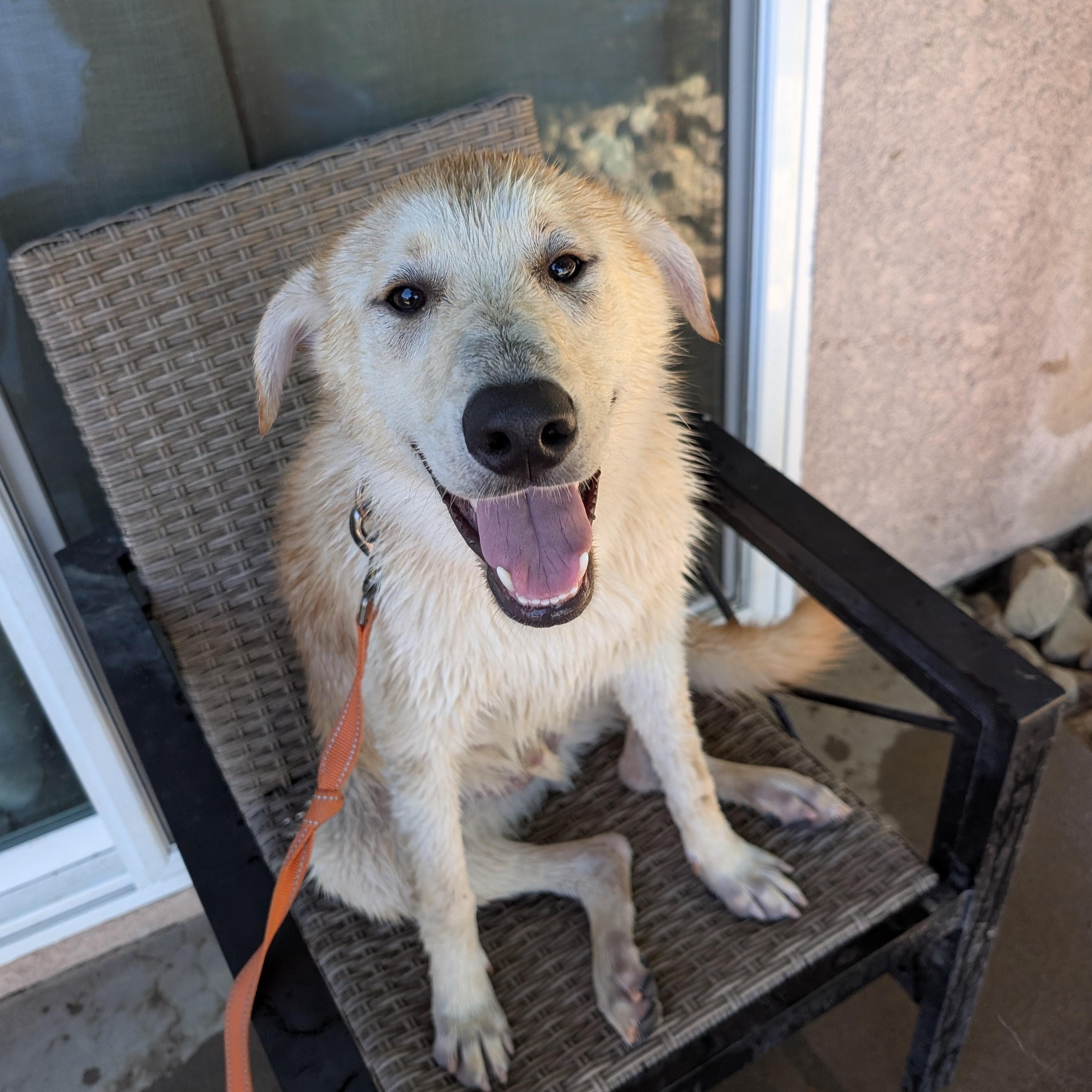 Enlarge Cane, a Adoptable mixed breed in Perris, CA image 5/5