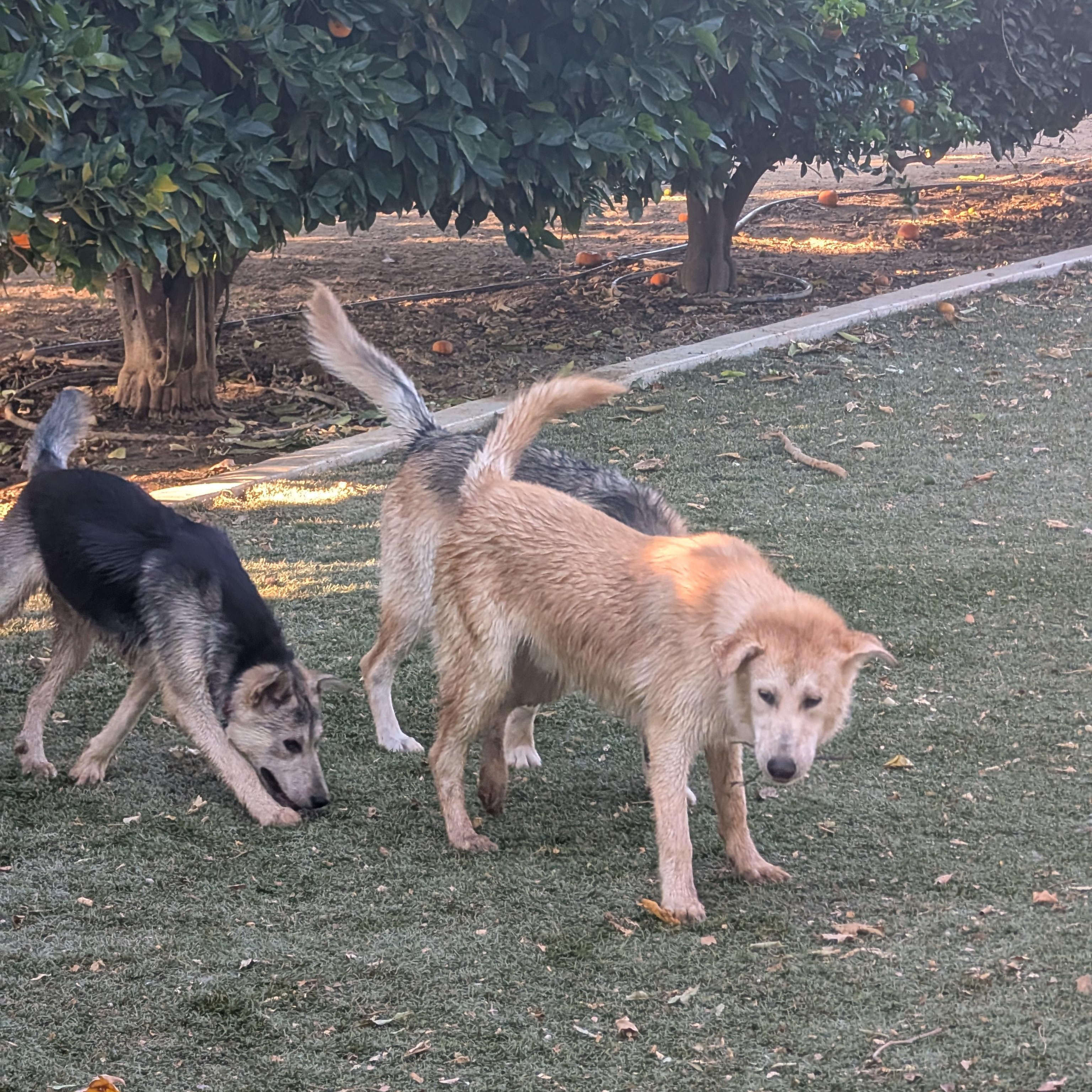 Enlarge Cane, a Adoptable mixed breed in Perris, CA image 3/5