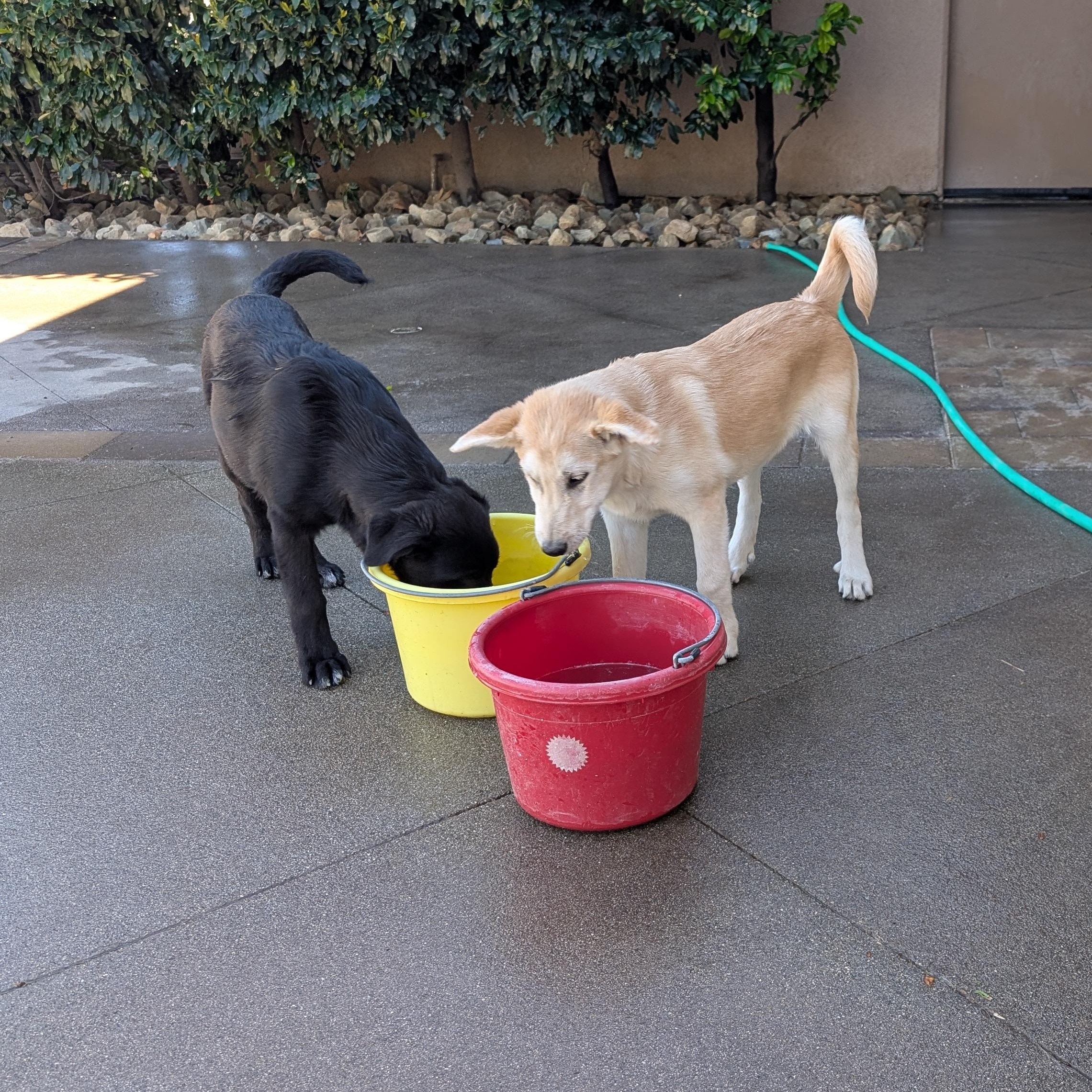Cane photo 4