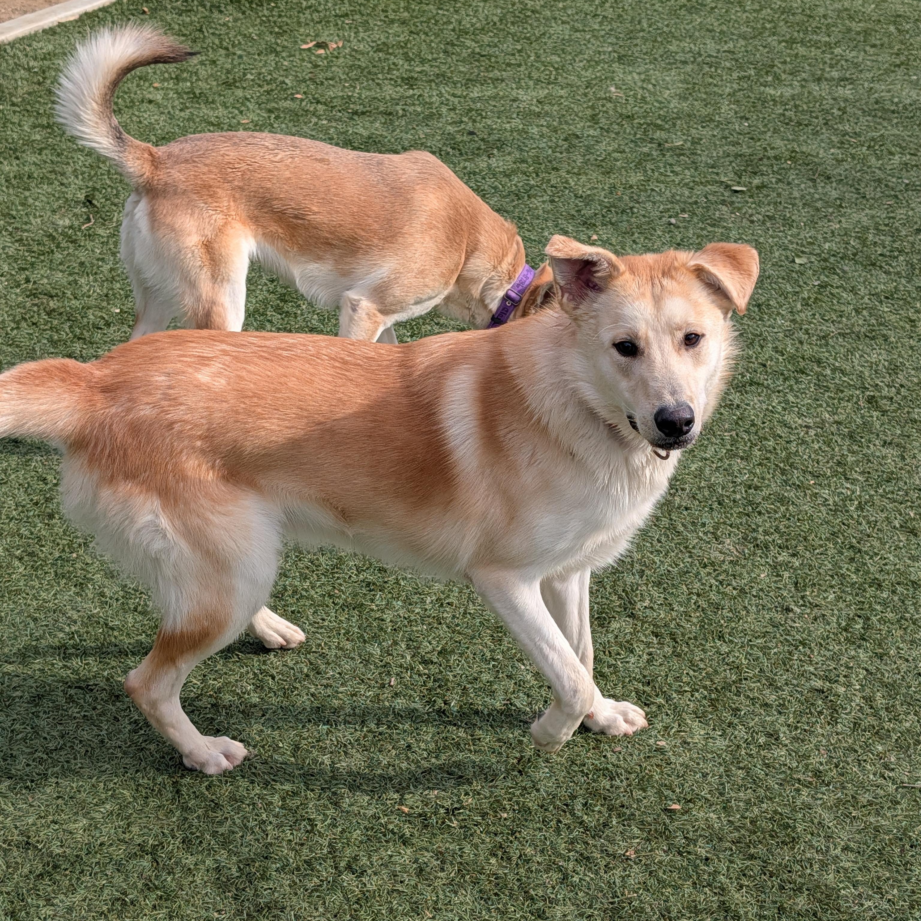 Enlarge Cane, a Adoptable mixed breed in Perris, CA image 2/5