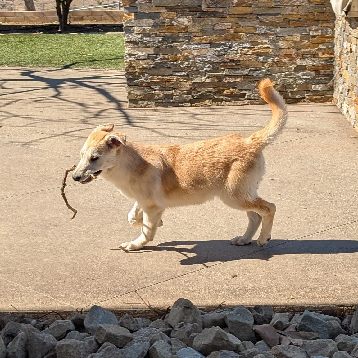 Cane photo 2