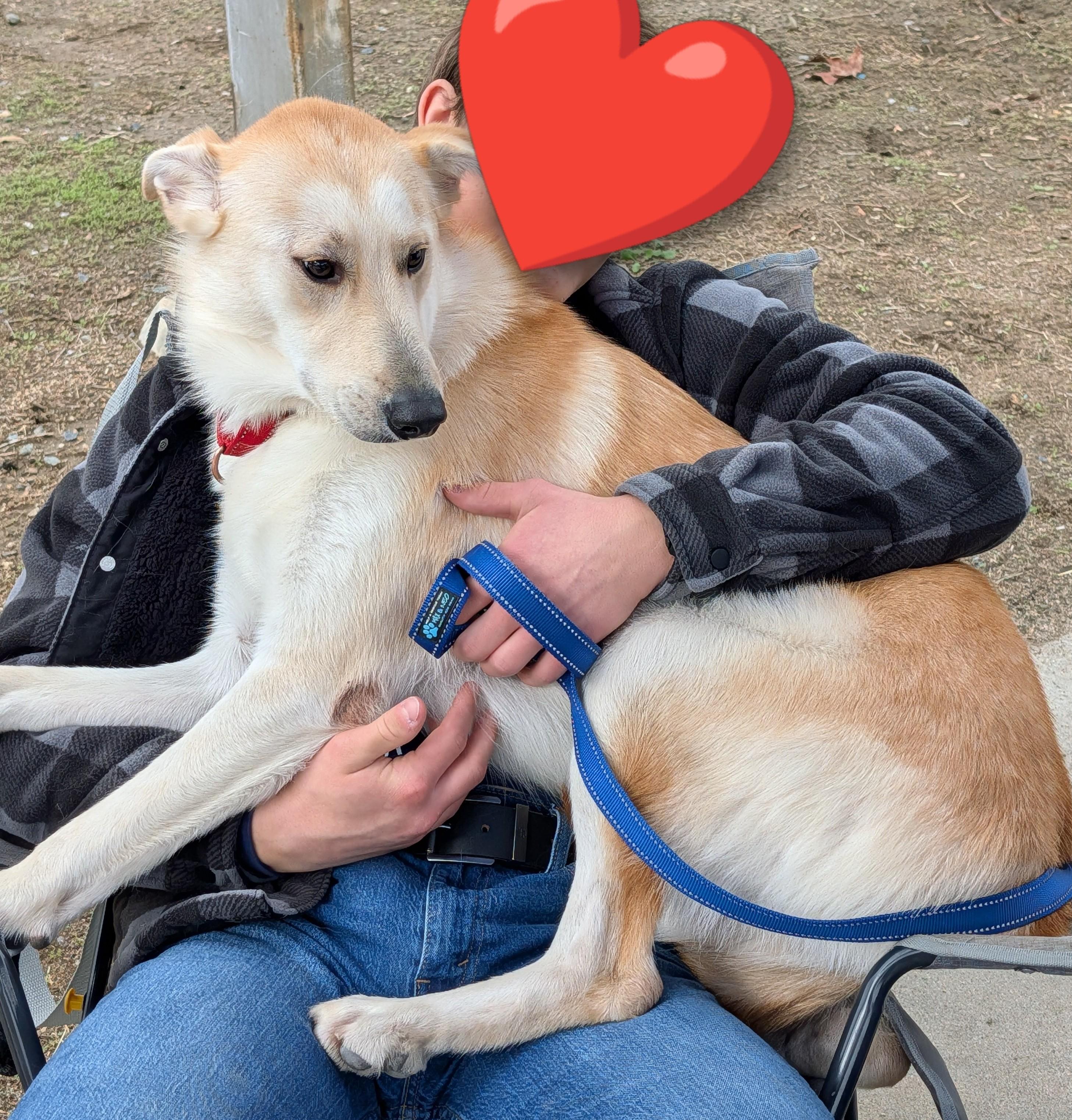 Enlarge Cane, a Adoptable mixed breed in Perris, CA image 3/5