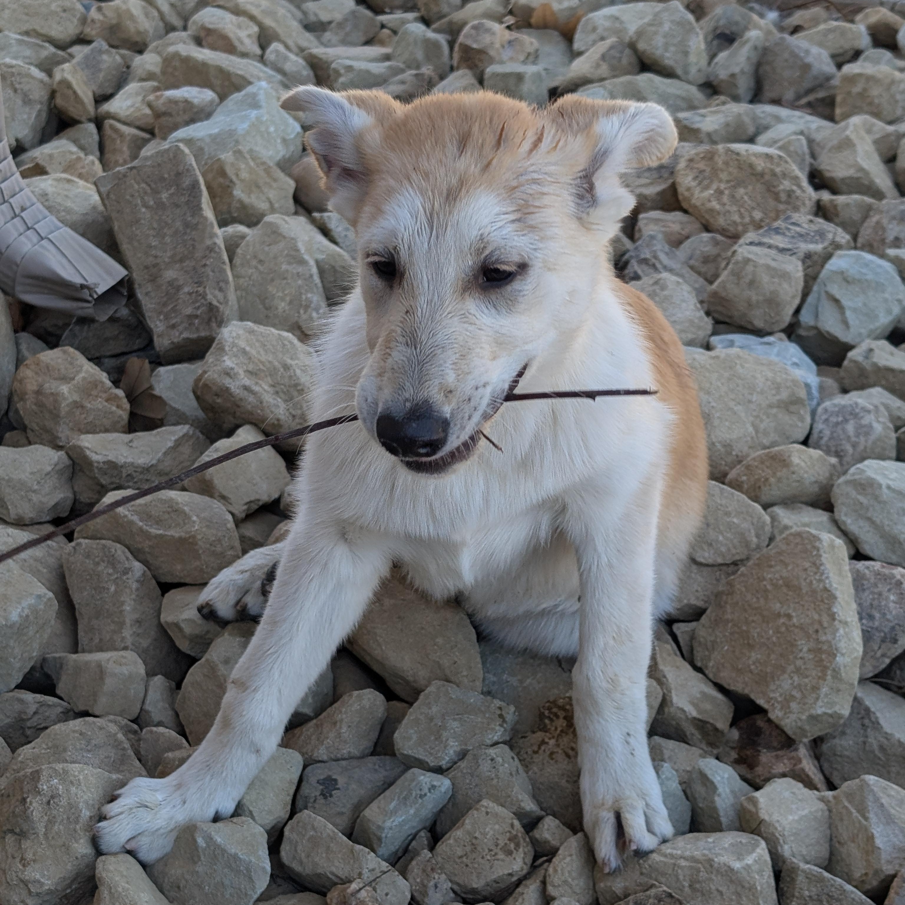 Cane, Baby Male German Shepherd Dog