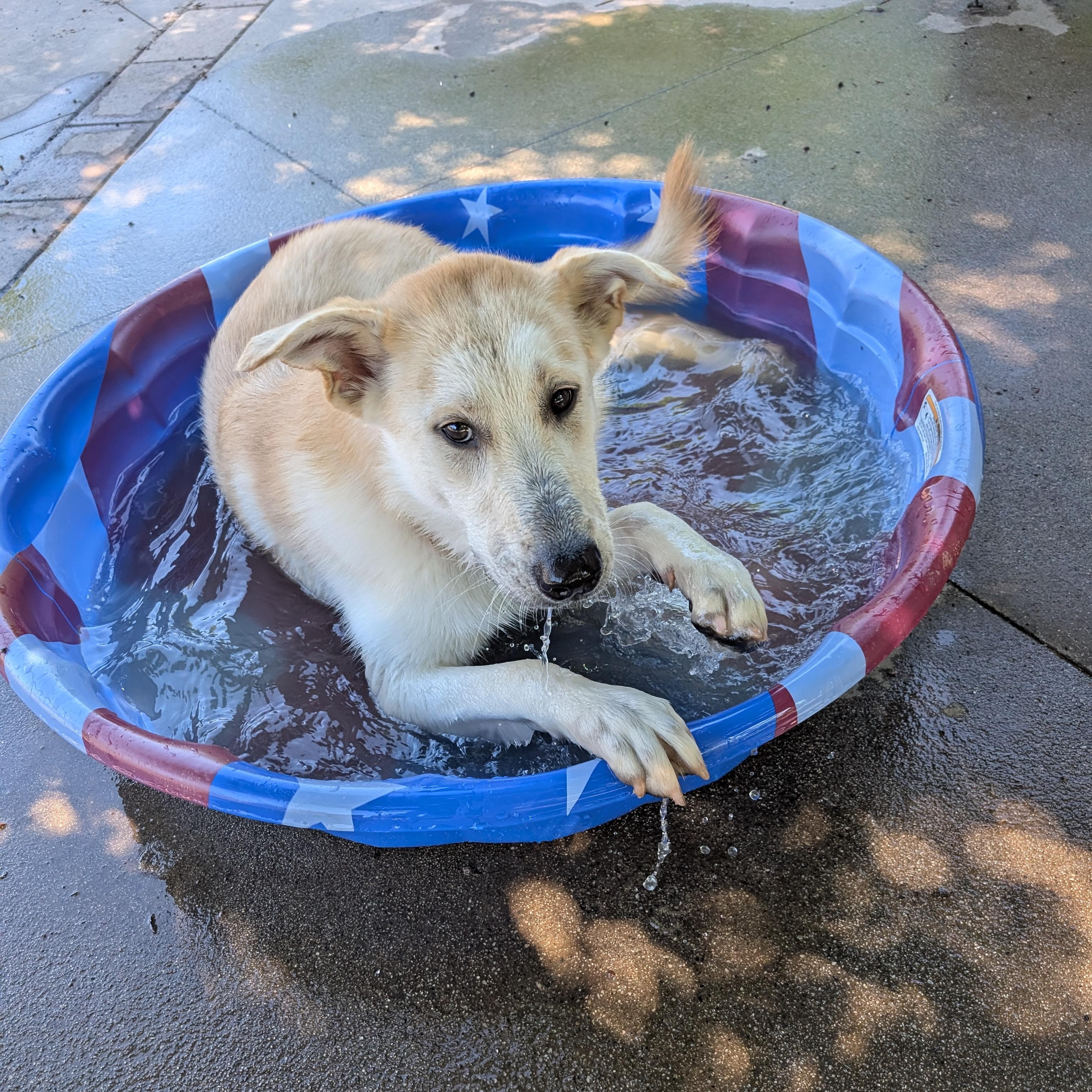 Enlarge Cane, a Adoptable mixed breed in Perris, CA image 1/5