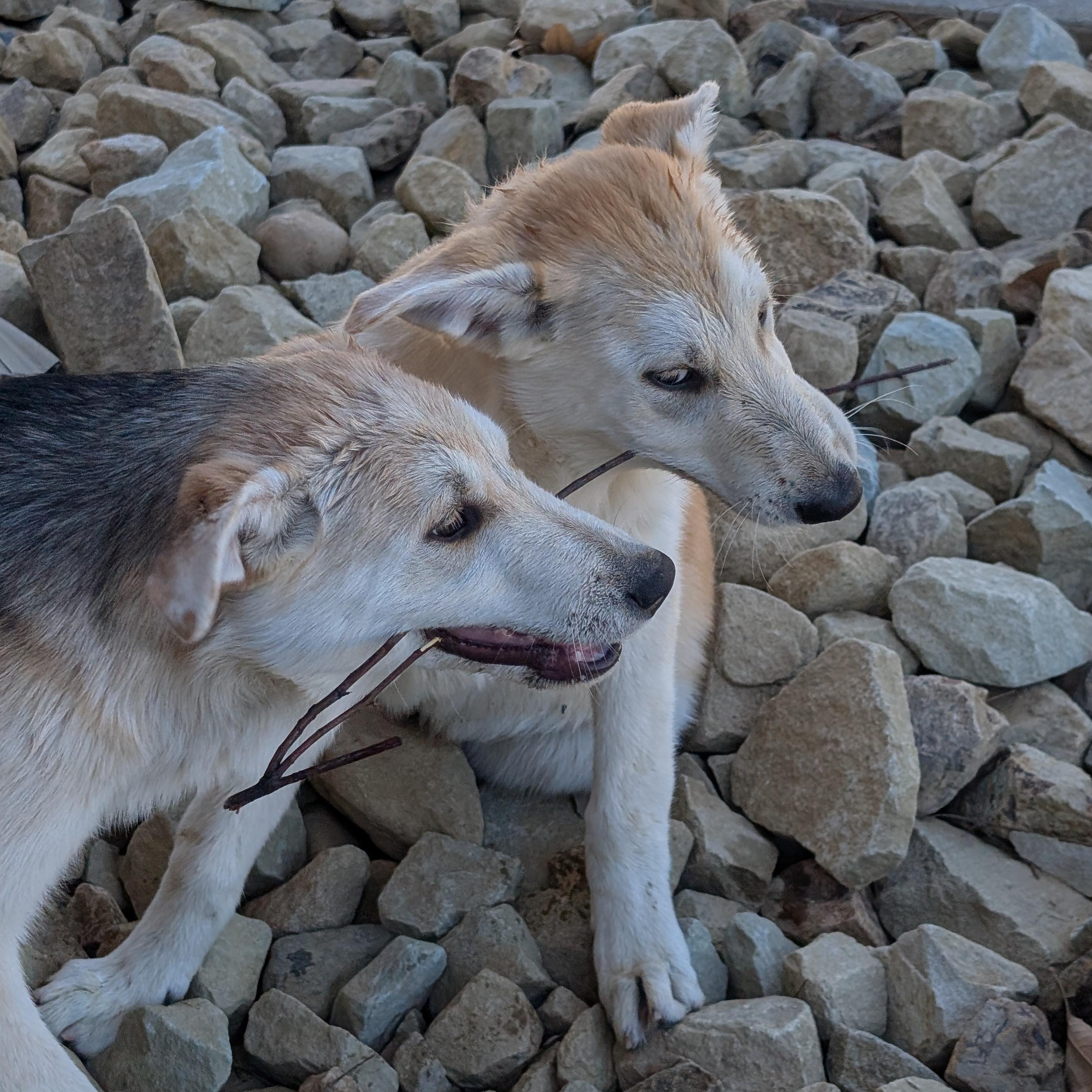 Cane photo 3