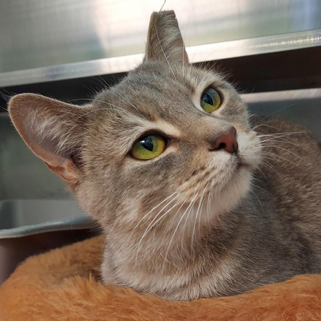 Paris, a Adoptable Domestic Short Hair in Dayton, OH image 1/6
