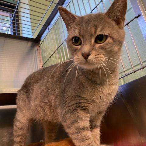 Paris, a Adoptable Domestic Short Hair in Dayton, OH image 2/6