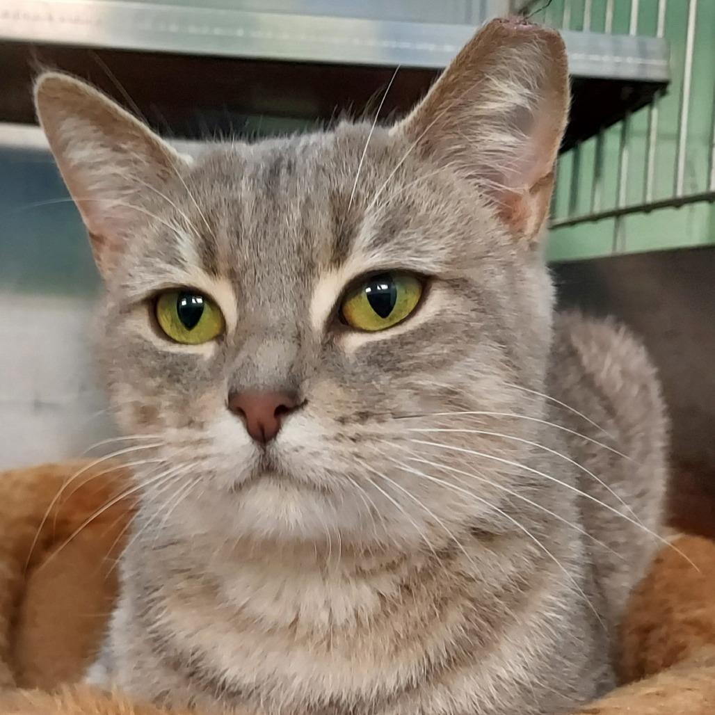 Paris, a Adoptable Domestic Short Hair in Dayton, OH image 3/6