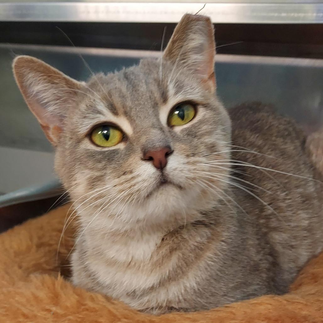 Paris, a Adoptable Domestic Short Hair in Dayton, OH image 4/6