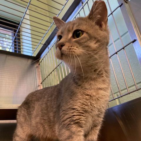 Paris, a Adoptable Domestic Short Hair in Dayton, OH image 5/6
