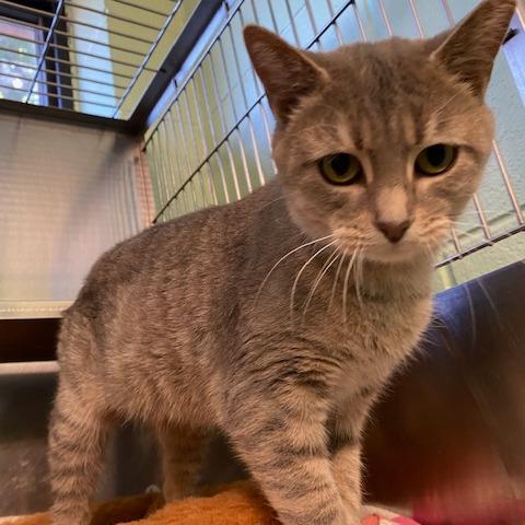 Paris, a Adoptable Domestic Short Hair in Dayton, OH image 6/6