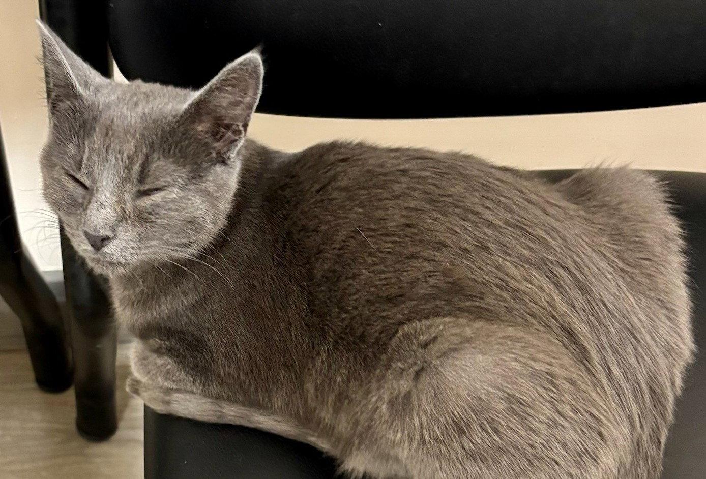 Enlarge Manicotti, a Adopted Domestic Short Hair in Trenton, NJ image 1/2