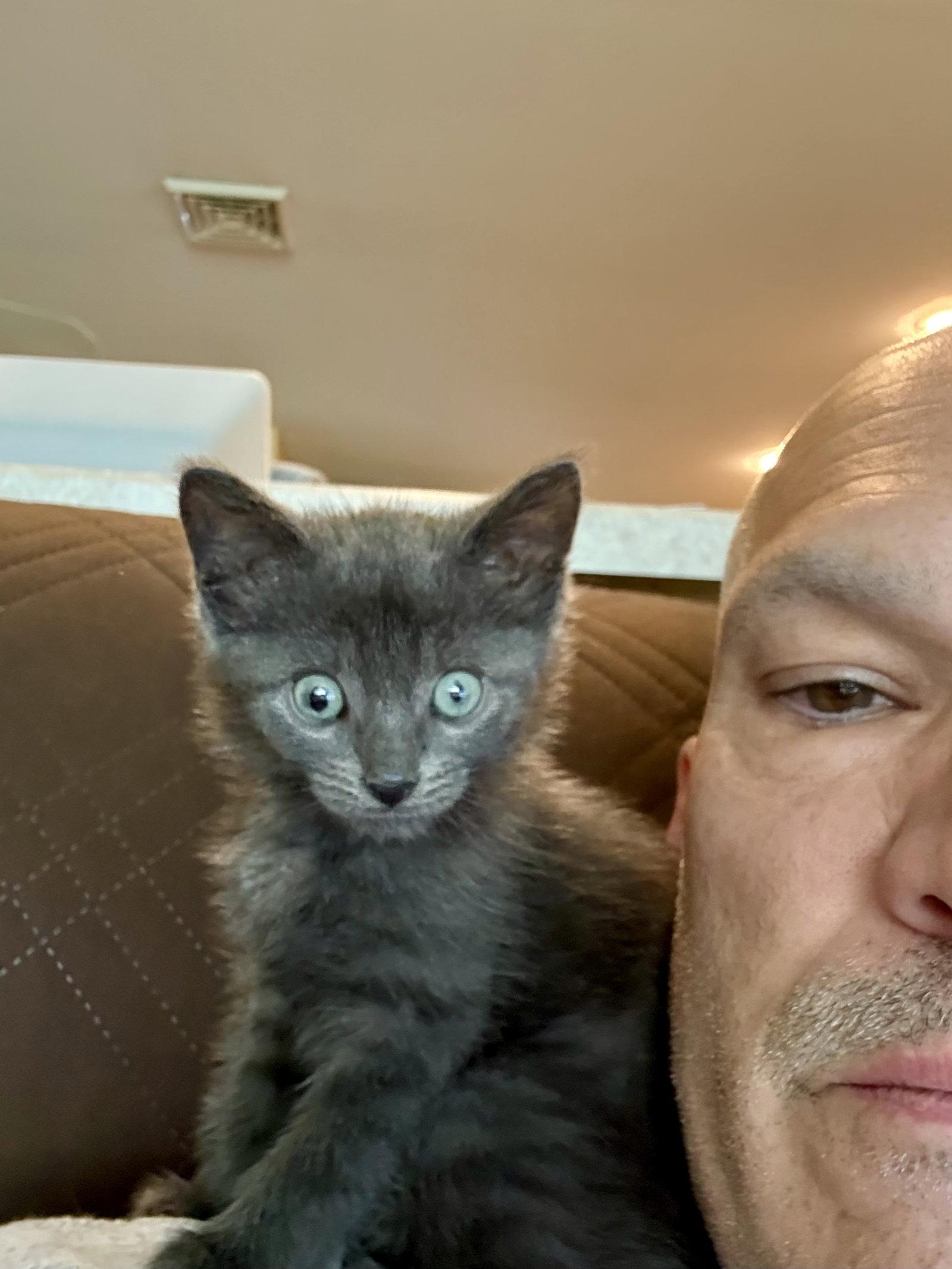 Enlarge Manicotti, a Adopted Domestic Short Hair in Trenton, NJ image 2/2