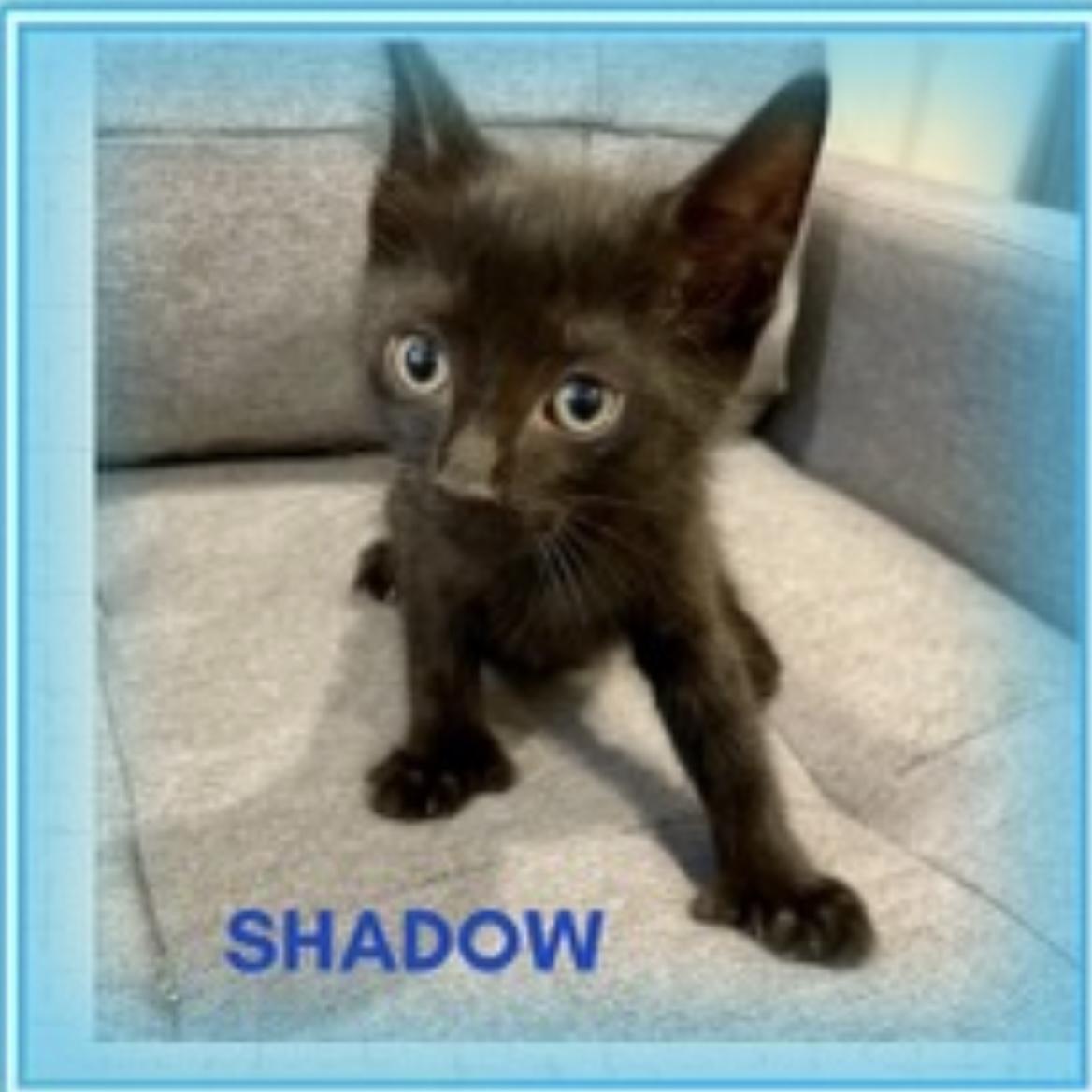 Shadow
