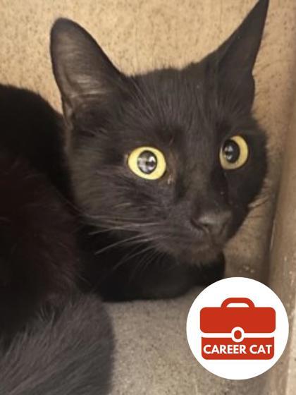 Michelle, Adoptable, Adult Female Domestic Short Hair & Domestic Short Hair.