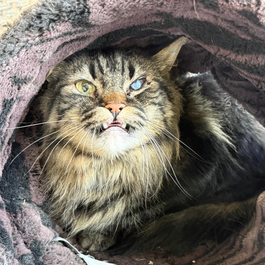 Tiggy, Adoptable, Adult Male Domestic Long Hair.