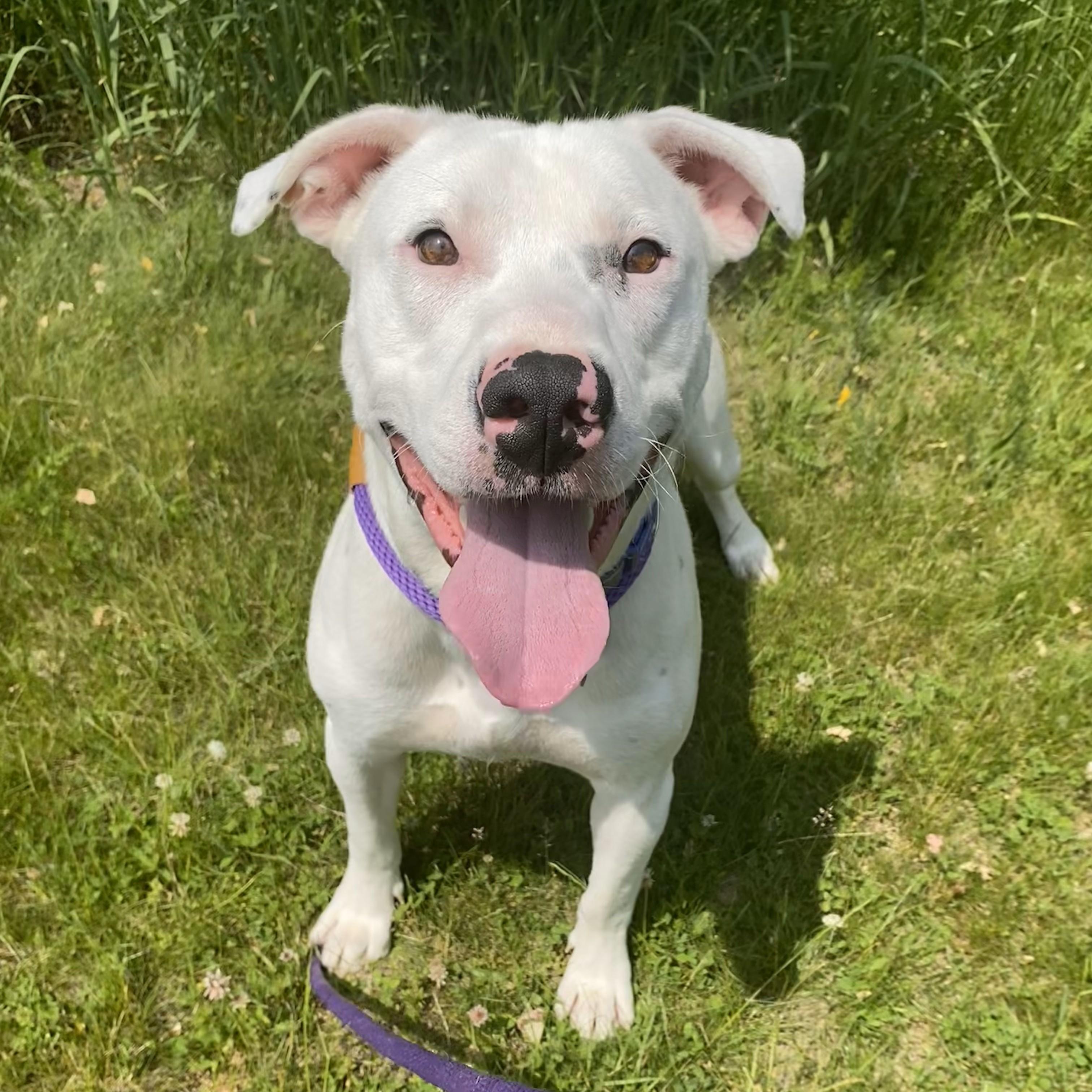 Spot, a Adoptable mixed breed in Allegan, MI image 3/6