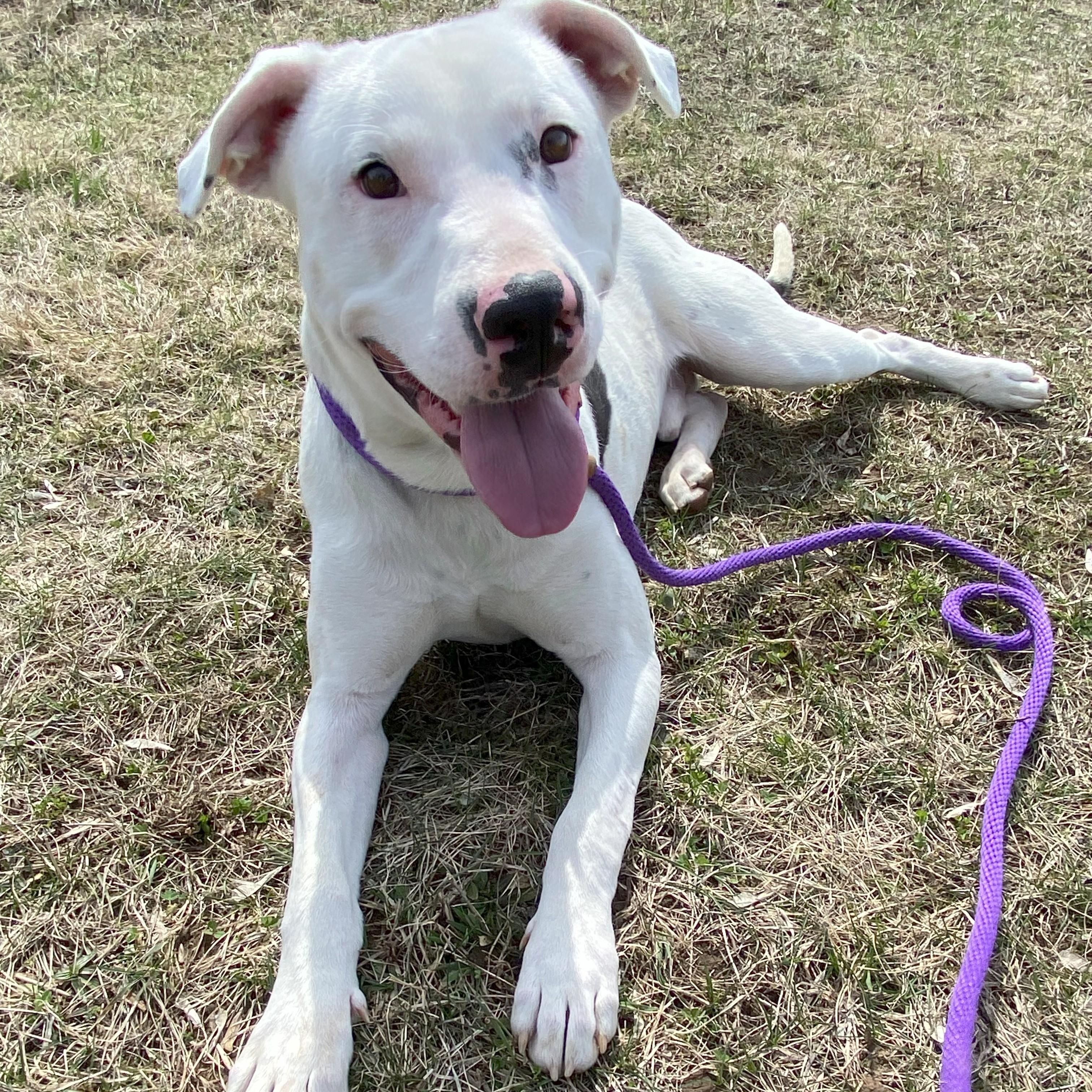 Spot, a Adoptable mixed breed in Allegan, MI image 4/6