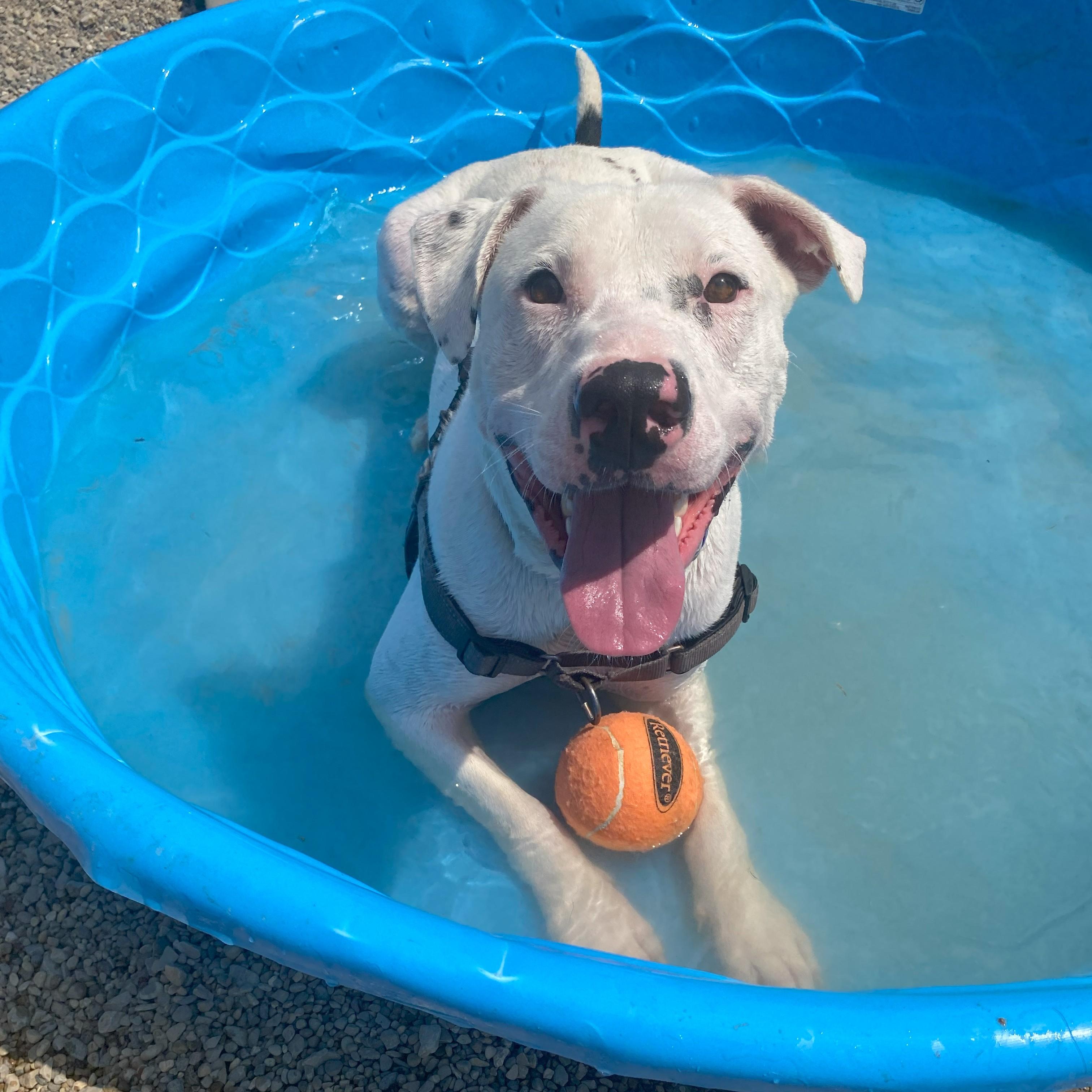Spot, a Adoptable mixed breed in Allegan, MI image 2/6