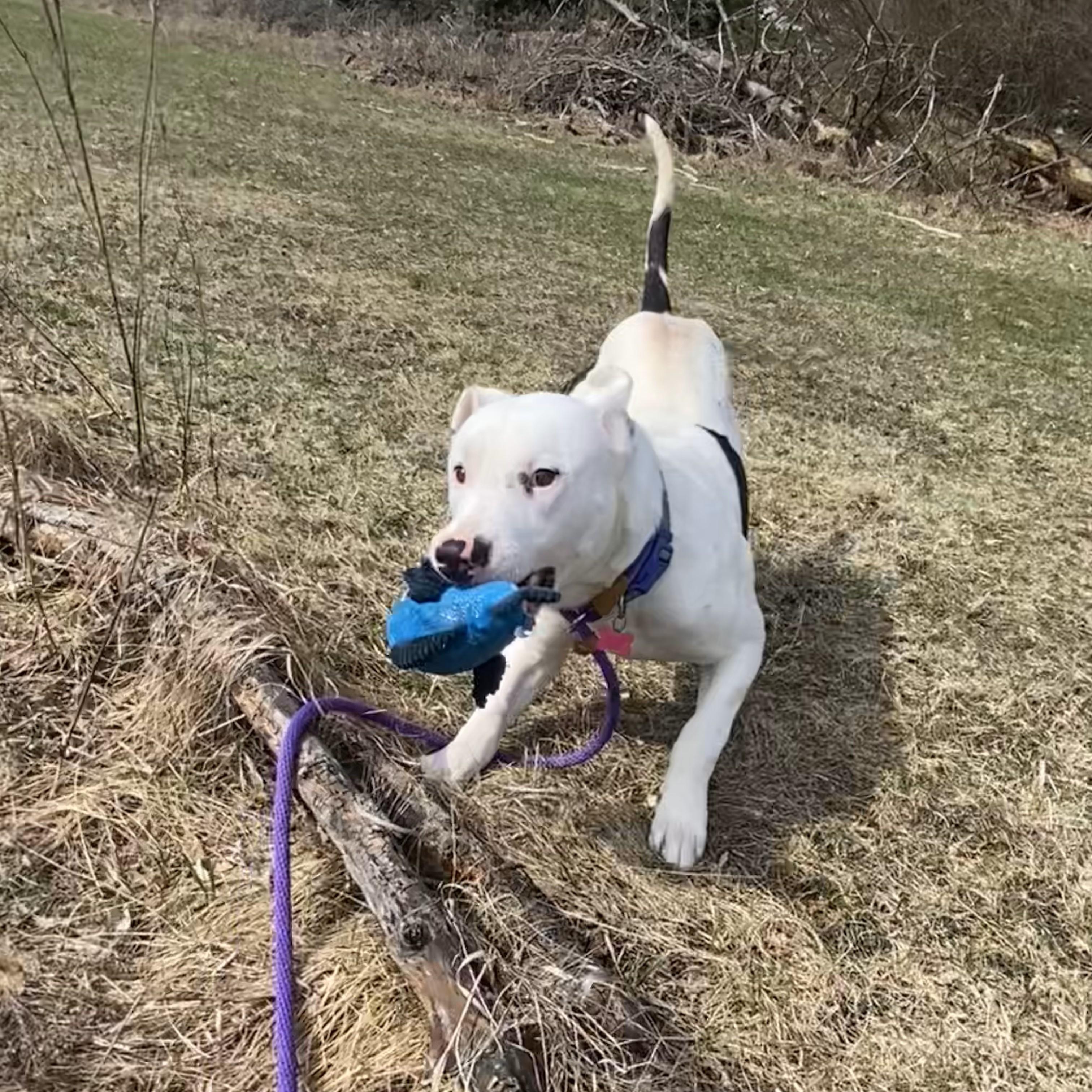 Spot, a Adoptable mixed breed in Allegan, MI image 6/6
