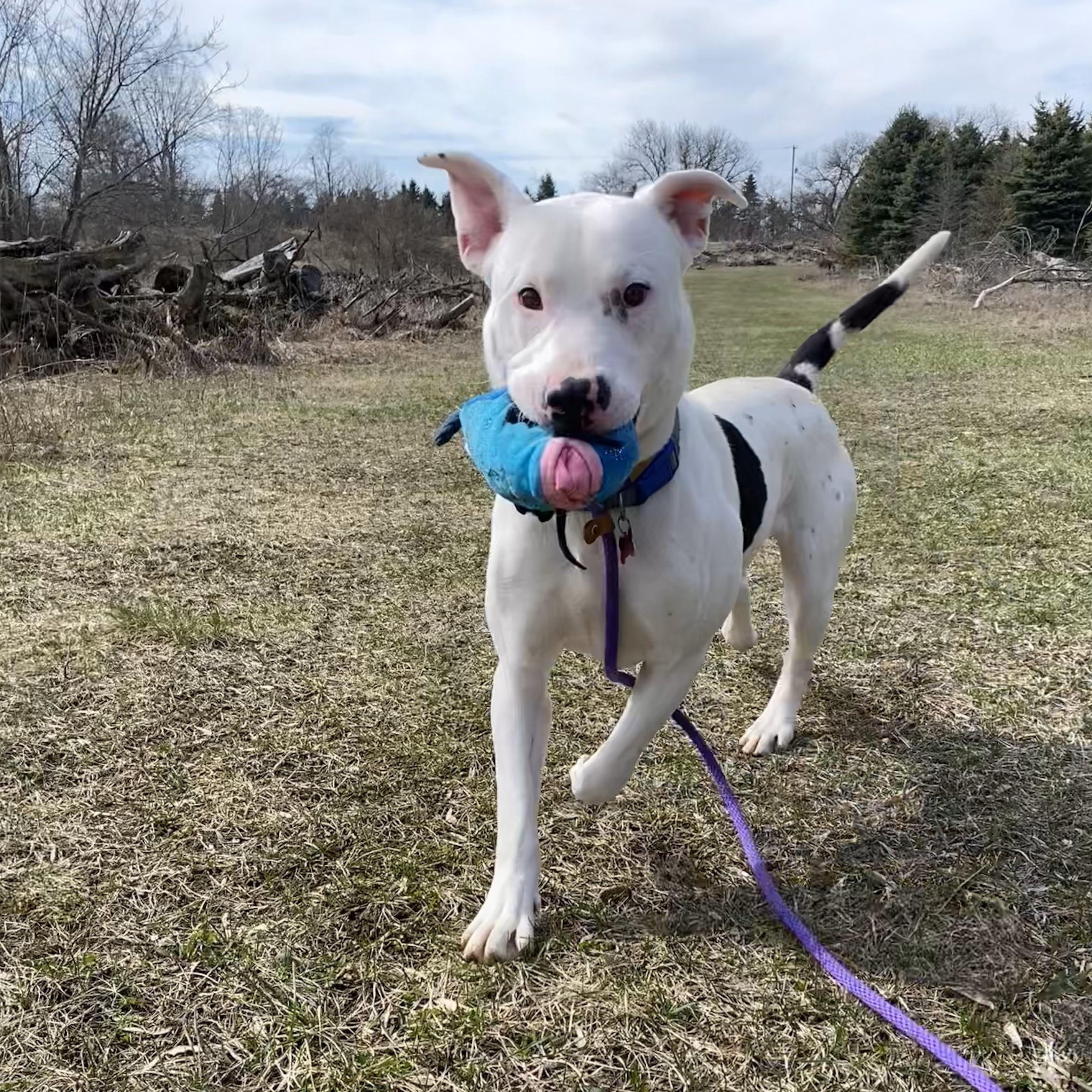 Spot, a Adoptable mixed breed in Allegan, MI image 5/6