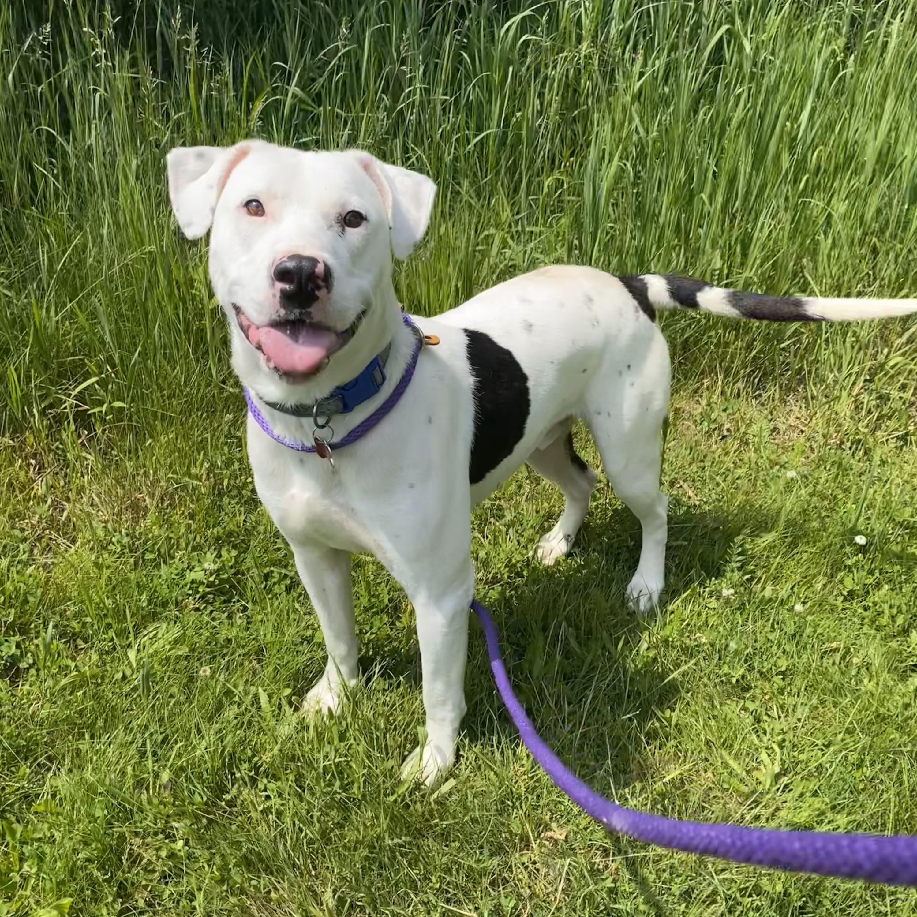 Spot, a Adoptable mixed breed in Allegan, MI image 1/6
