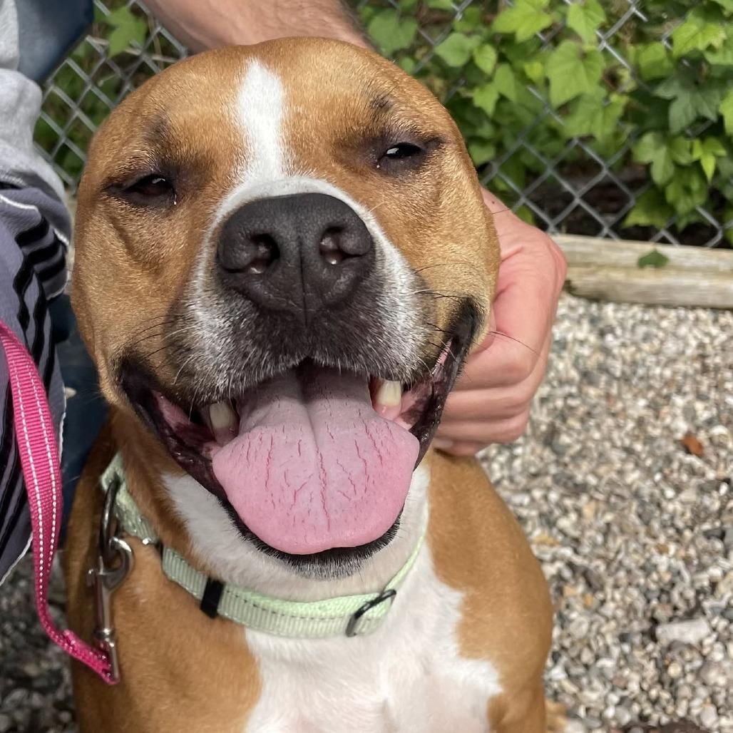 Eevee, Adoptable, Adult Female Mixed Breed.