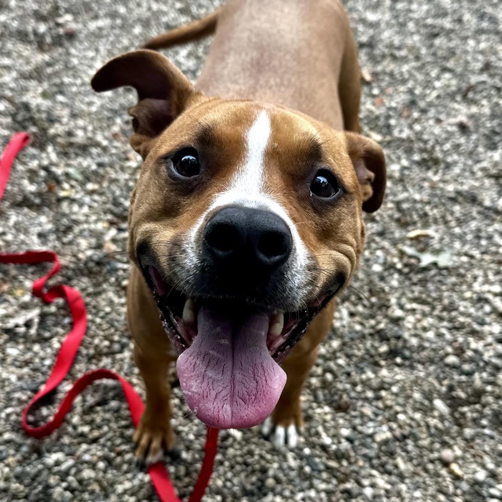 Enlarge Eevee, a Adoptable Mixed Breed in West Olive, MI image 2/5