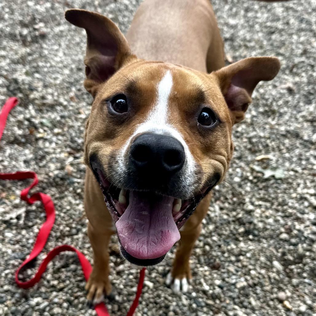 Enlarge Eevee, a Adoptable Mixed Breed in West Olive, MI image 3/5