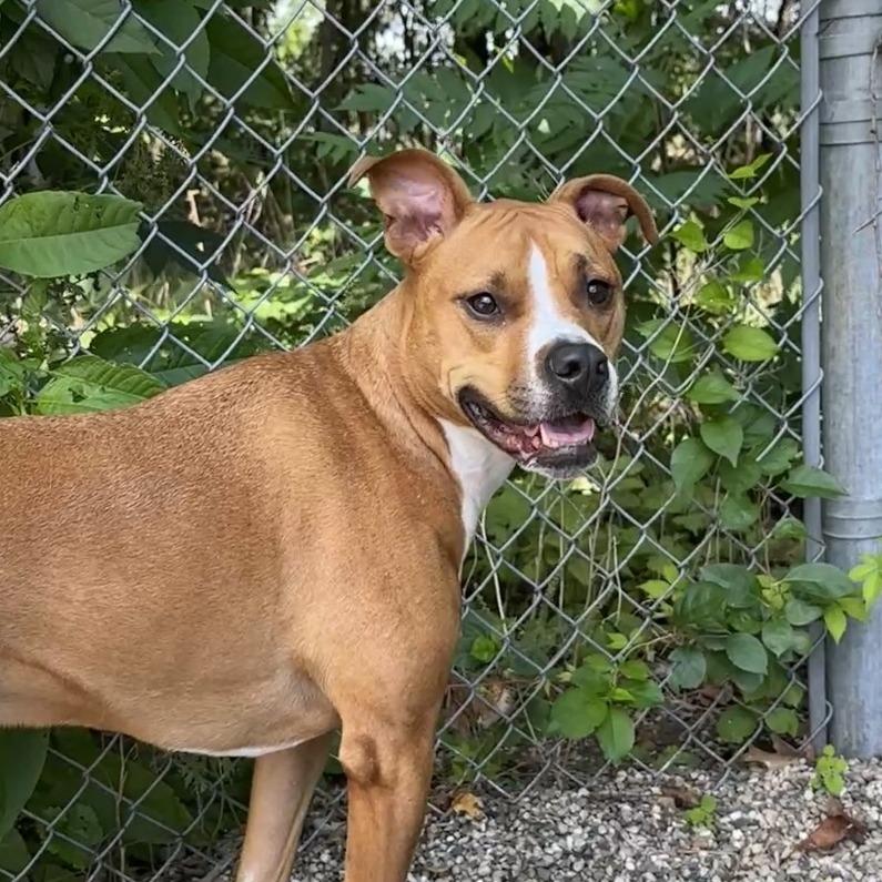 Enlarge Eevee, a Adoptable Mixed Breed in West Olive, MI image 4/5