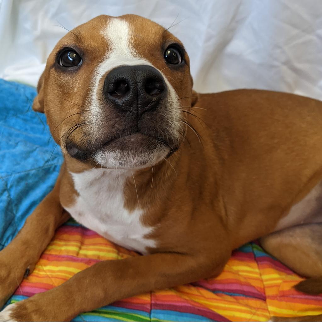 Enlarge Eevee, a Adoptable Mixed Breed in West Olive, MI image 5/5