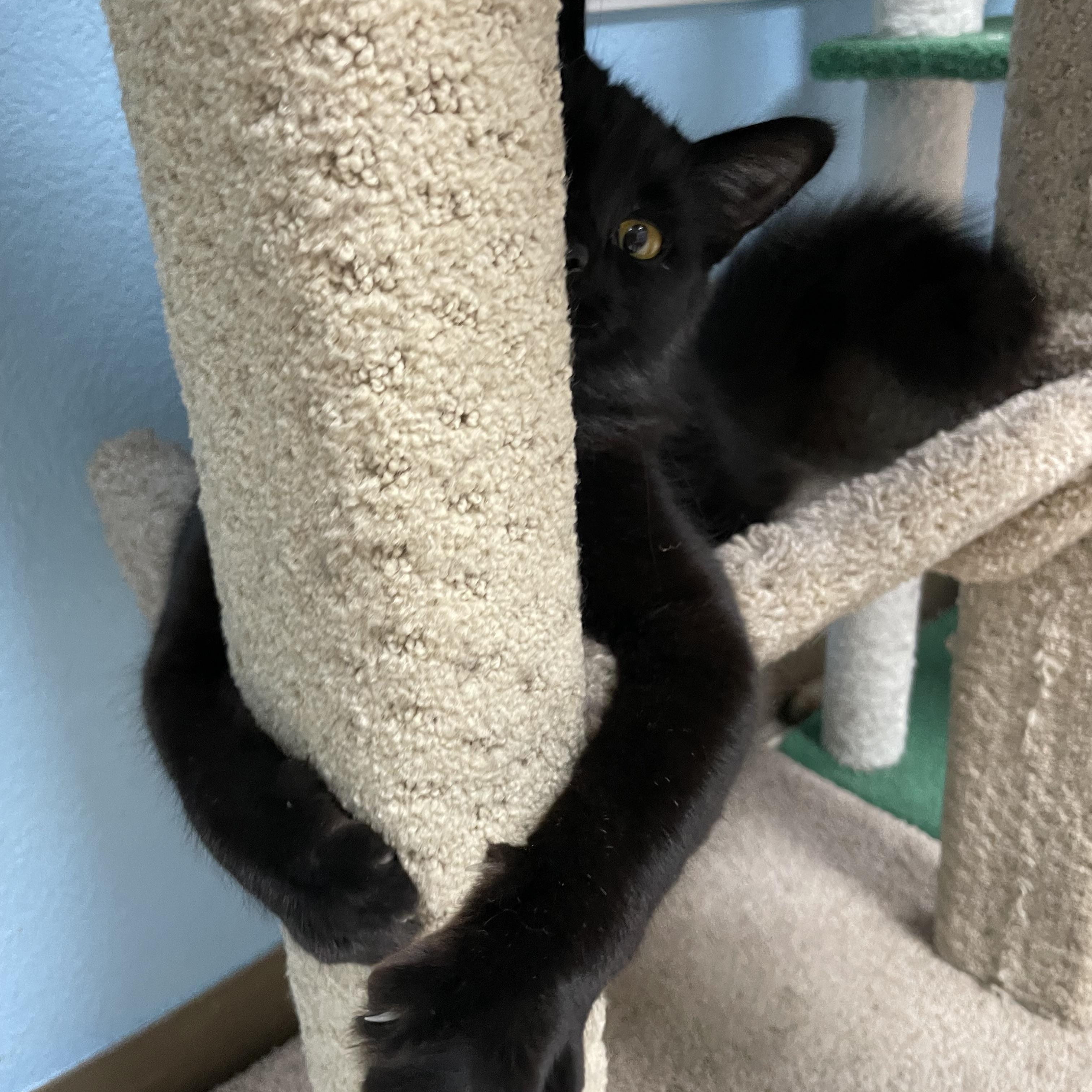 Enlarge Louie, an adopted Domestic Long Hair in Hollister, CA image 4/6