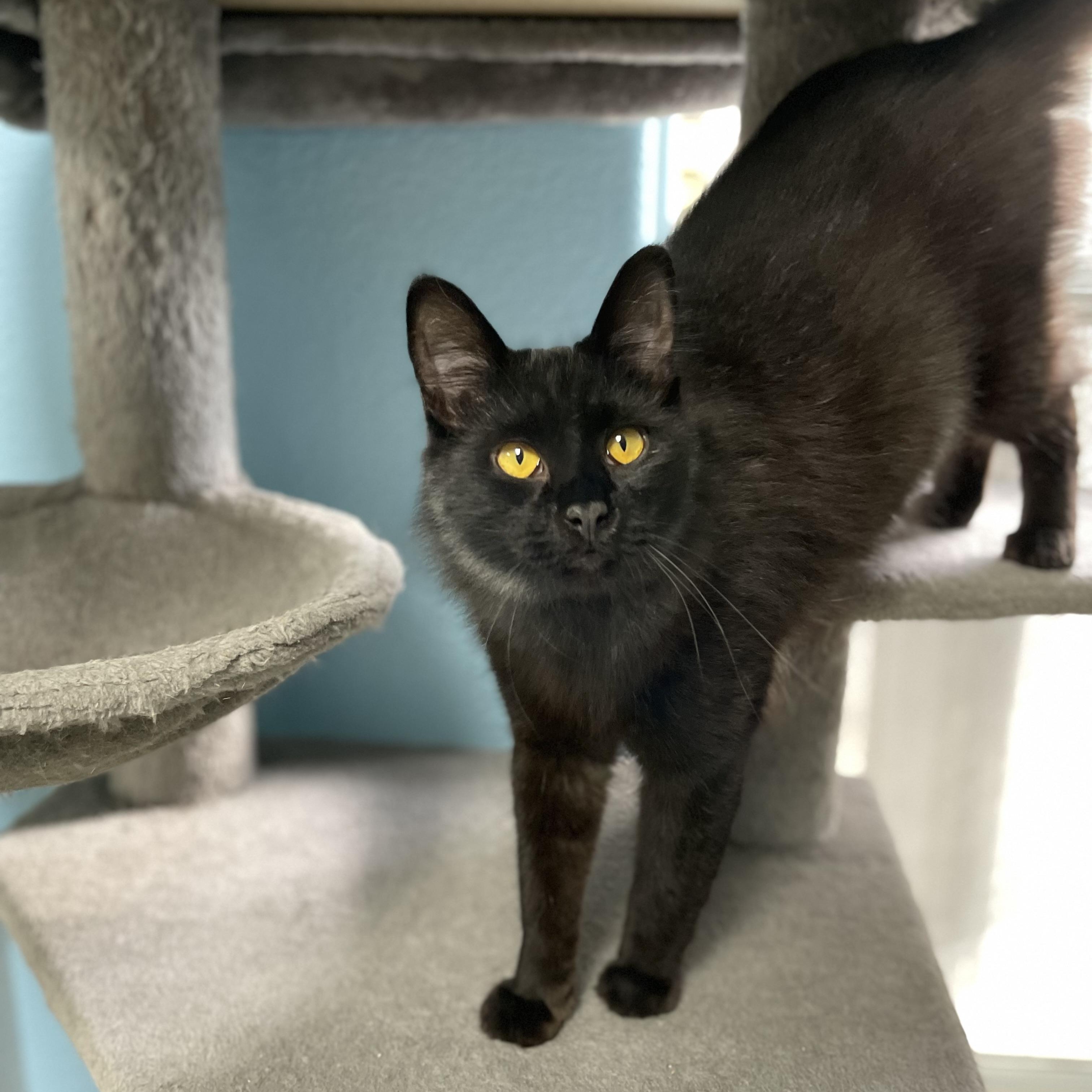 Enlarge Louie, an adopted Domestic Long Hair in Hollister, CA image 6/6
