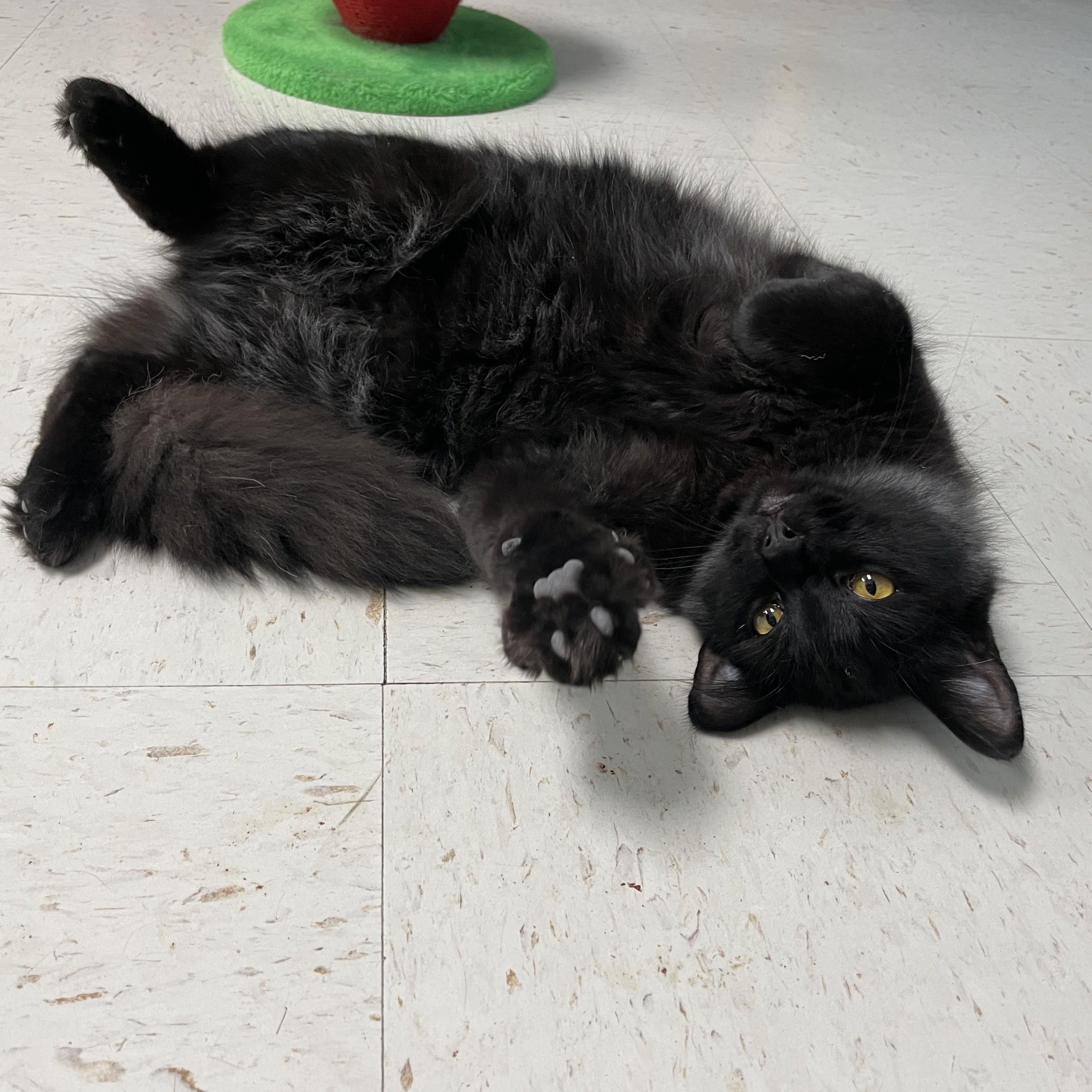 Enlarge Louie, an adopted Domestic Long Hair in Hollister, CA image 3/6